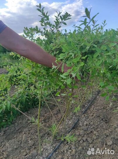 Плакучая Верба Опт-розница