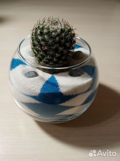 Флорариум с кактусами подарок учителю, воспитателю