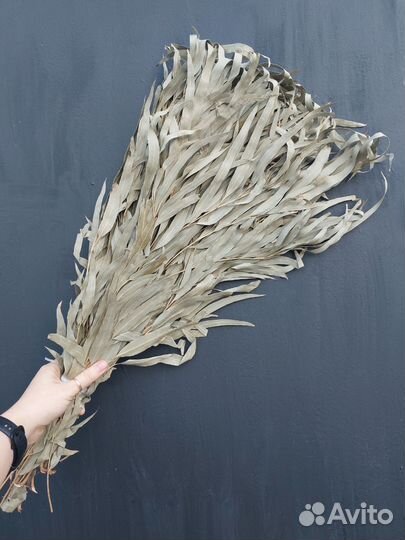 Эвкалипт для бани