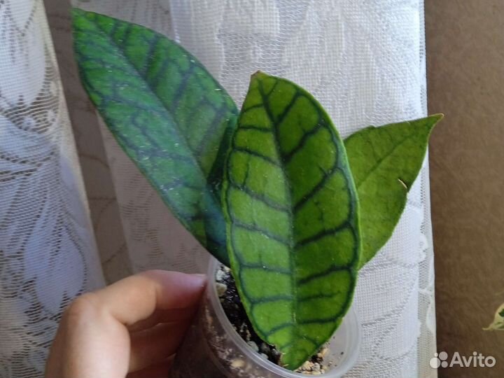 Комнатные цветы разные