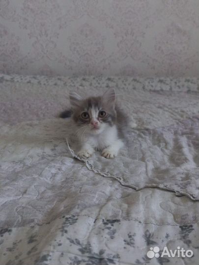 Котёнок девочка