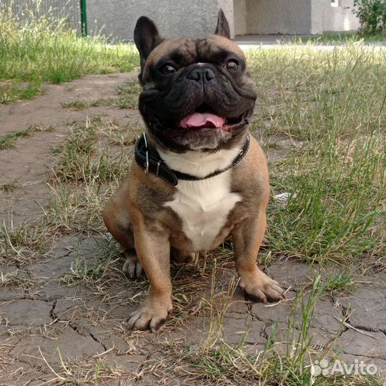 Вязка французский бульдог