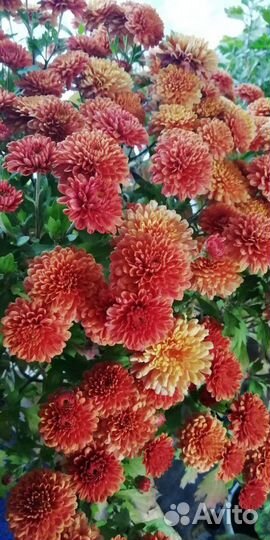 Хризантемы мультифлора