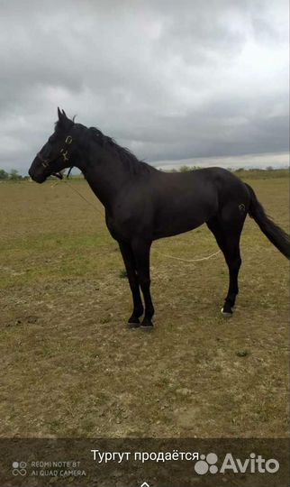 Карачаевский жеребец