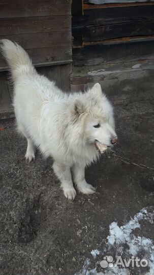 Собака в добрые руки отдам бесплатно