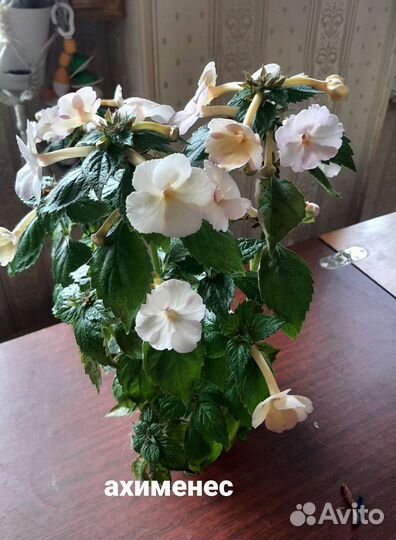 Ахименесы и другие