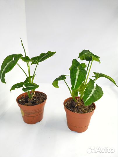 Сингониум вендланда