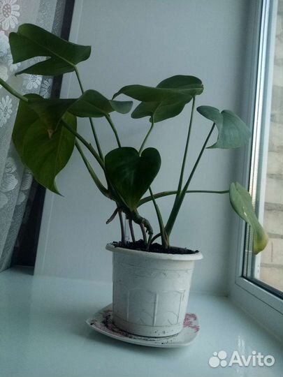 Гиппеаструм, монстера,сансевиерия, каланхоэ