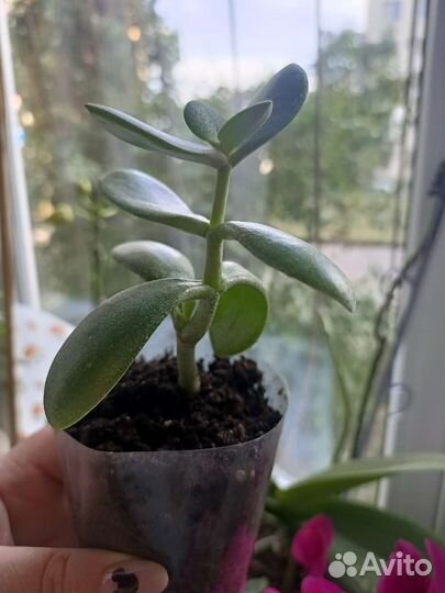 Бесплатно.детки денежного дерева