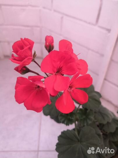 Пеларгония герань красная в горшочке