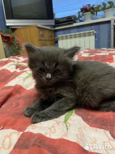Милейшие котята смесь шотландки и британца