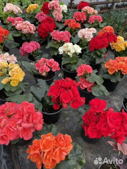 Цветы, рассада