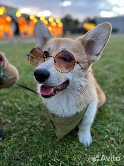 Вельш-корги пемброк вязка