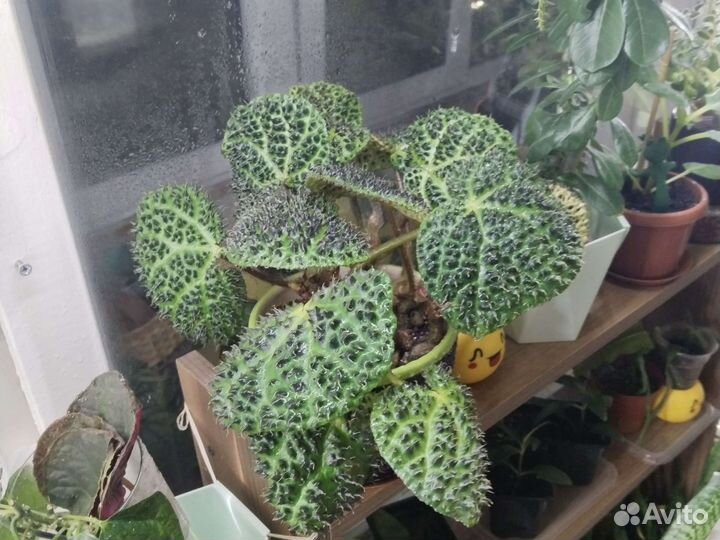 Бегония Меланобулата