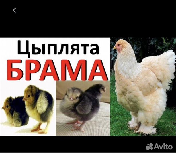Цыплята брама