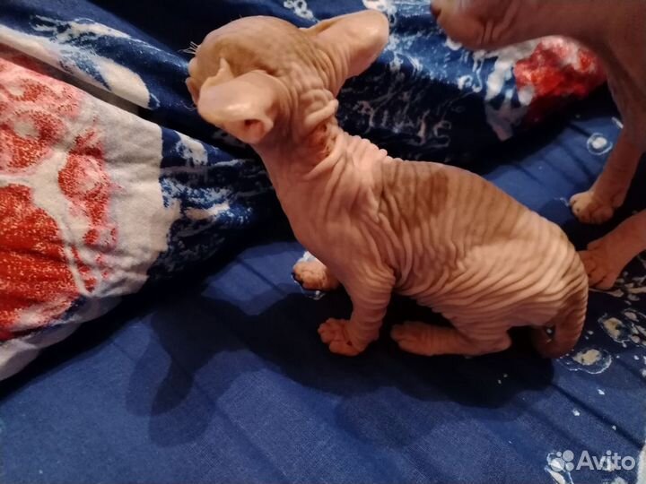 Канадский сфинкс котенок