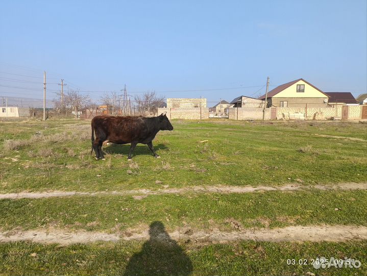 Корова стельная