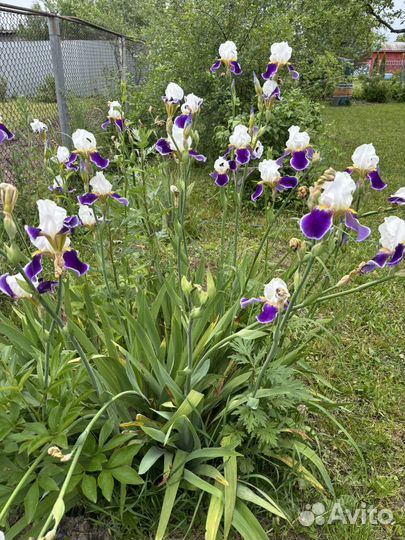 Ирисы