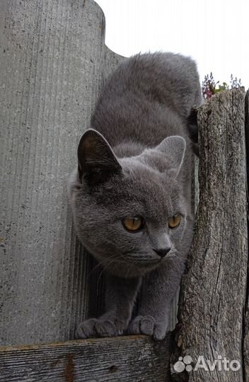 Котенок британский