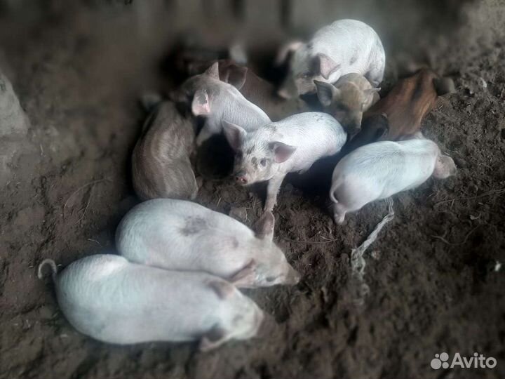 Поросята