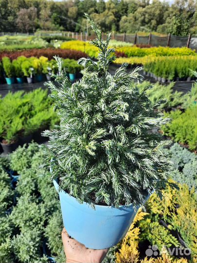 Можжевельники и кипарисовики