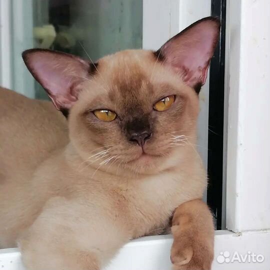Продажа котят
