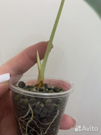 Алоказия мело