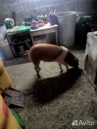 Хрячки на племя