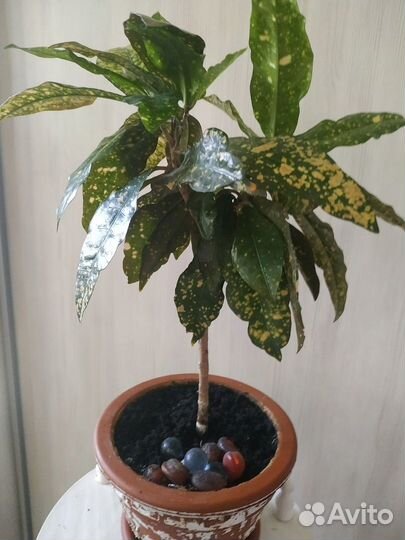 Продам цветы комнатные