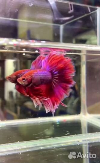 Рыбка Петушок Супердельта