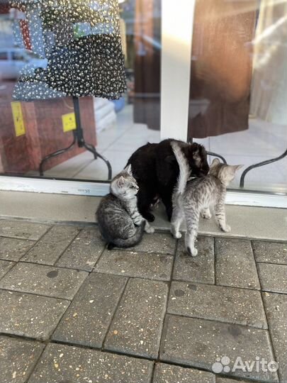 Котята в добрые руки