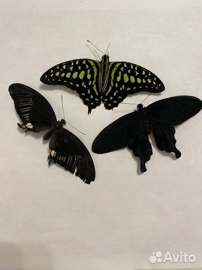 Сухие насекомые бабочки