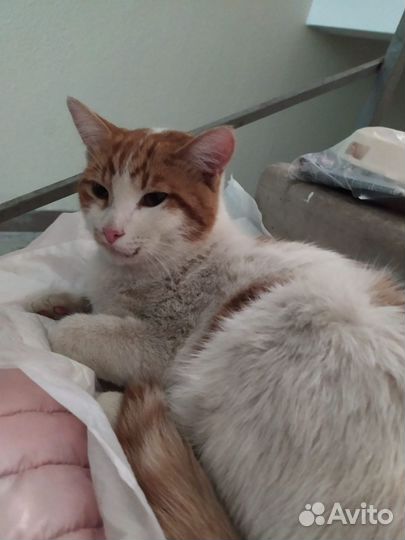 Кошка,кот