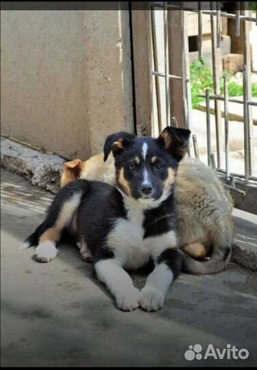 Щенки бесплатно