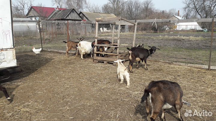 Молочные козы