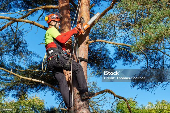 Спил деревьев расчистка участка