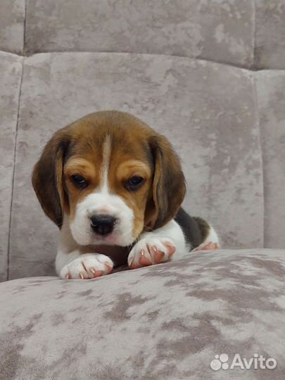 Щенки бигль