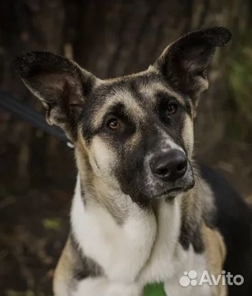Пес Купидон ищет дом, Собака в добрые руки