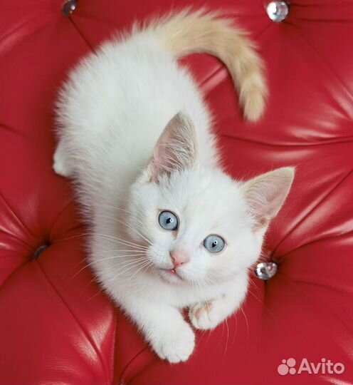 Котенок в добрые руки