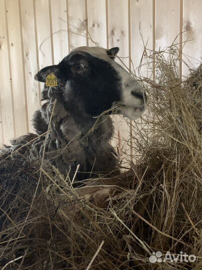 Бараны овцы романовские на племя и на мясо