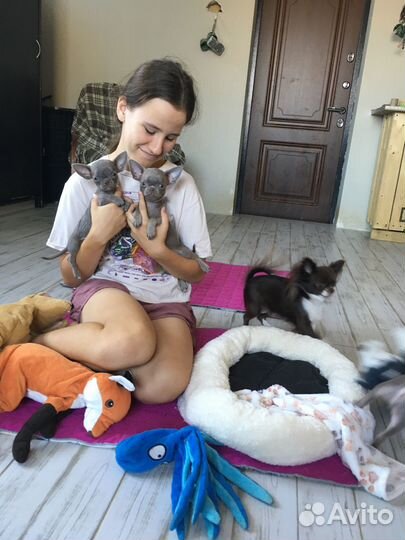 Чихуахуа мини