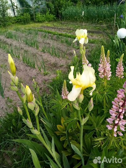 Ирис ы цветы