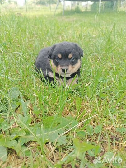 Щенок маленькой собаки в добрые руки