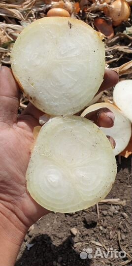 Лук Штутгарт на зелень опт