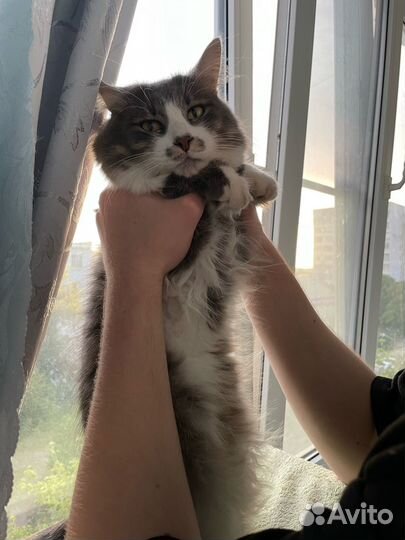 Котенок в добрые руки