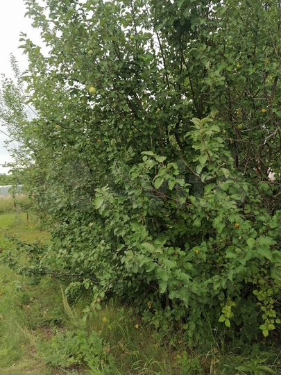 Дача 18 м² на участке 6 сот.