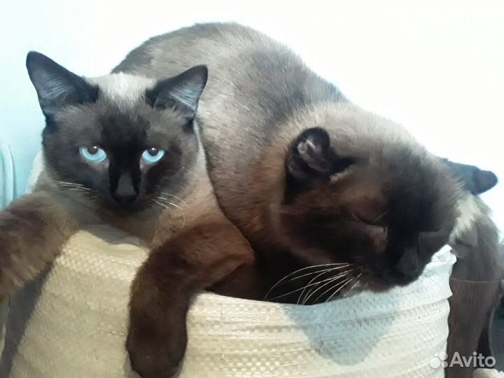 Сиамские котята