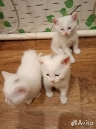 Сибирские котята