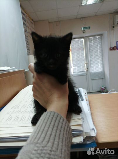 Котёнок в дар
