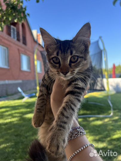 Кошка девочка Стеша, 4 мес